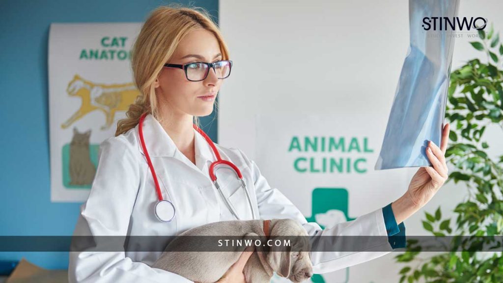 Study Veterinary Medicine in Romania