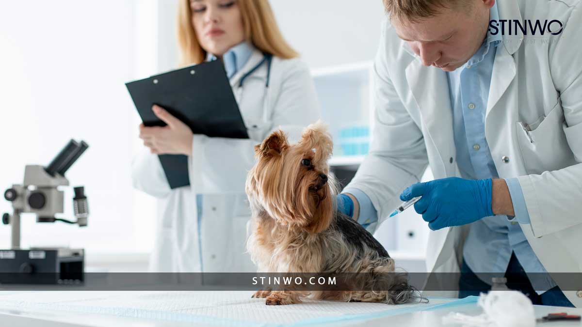 How to Study Veterinary Medicine in Romania