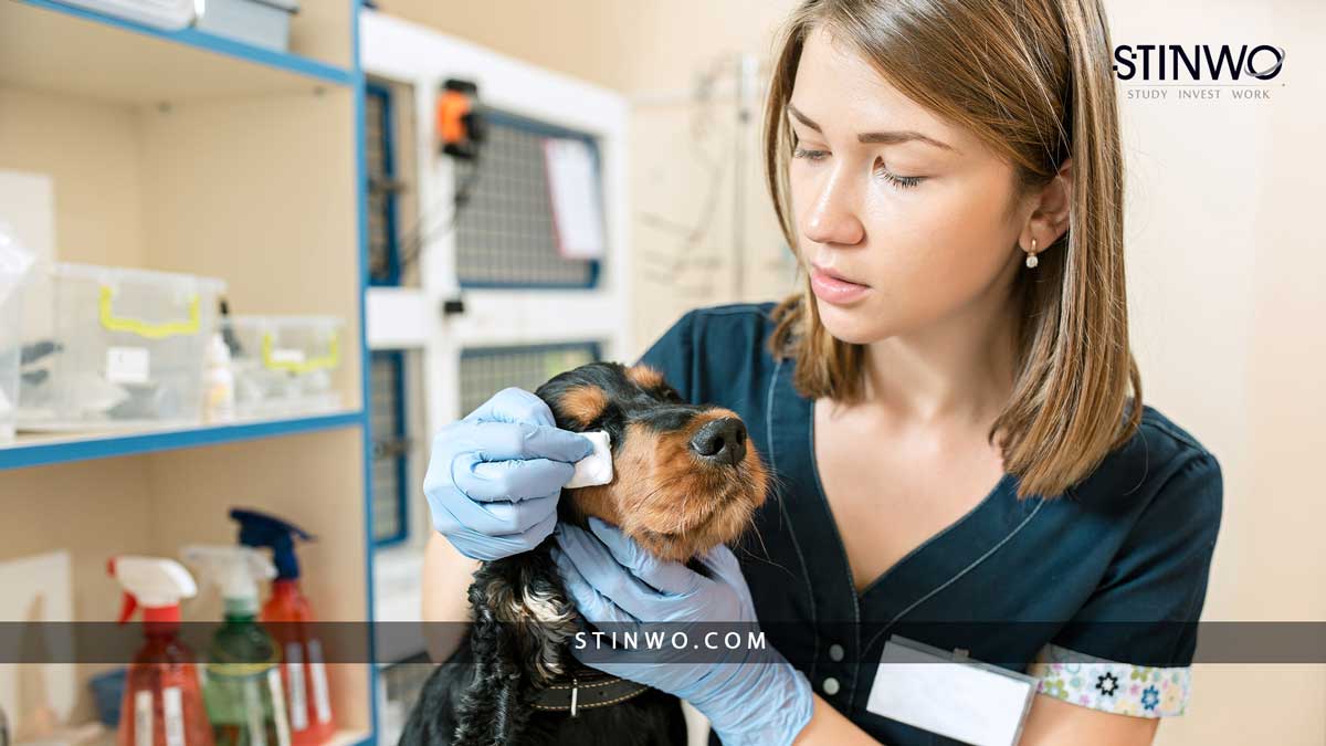 Conditions of Studying Veterinary Medicine in Romania